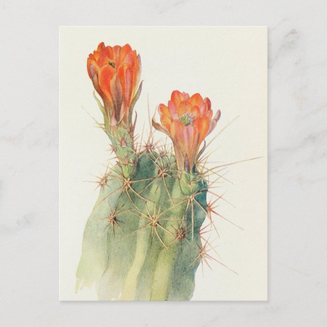 Postal Hedgehog Cactus por Margaret Armstrong (Anverso)