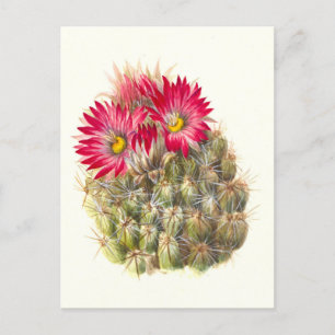 Postal Hedgehog Cactus Postcard