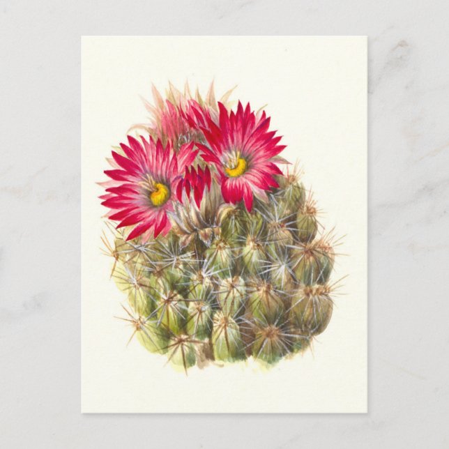 Postal Hedgehog Cactus Postcard (Anverso)