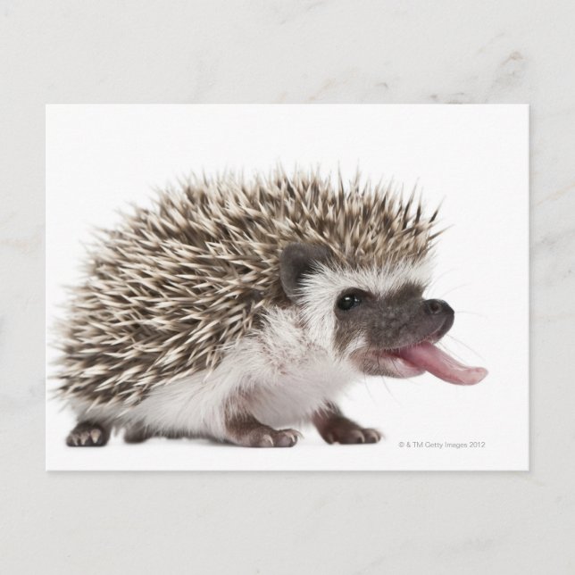 Postal Hedgehog de cuatro dedos - Atelerix albiventris (Anverso)