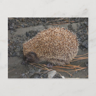 Postal Hedgehog En Pequeñas Rocas Negras