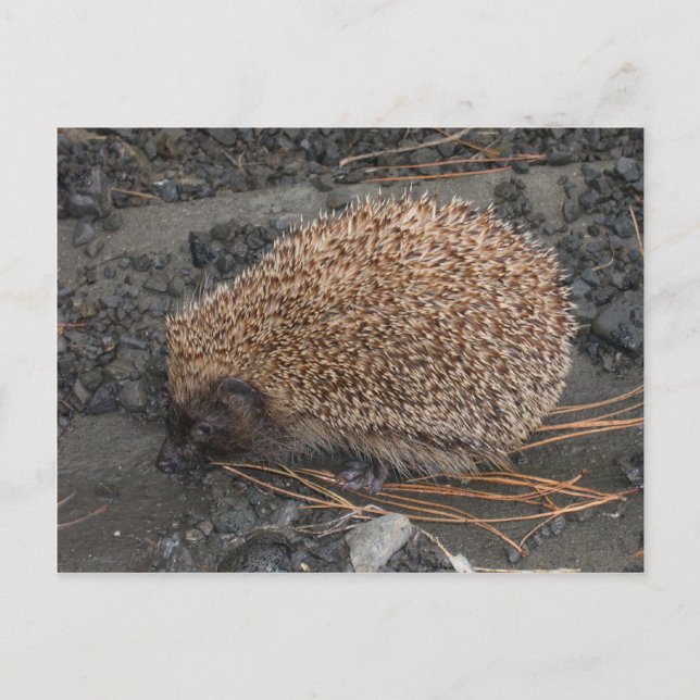 Postal Hedgehog En Pequeñas Rocas Negras (Anverso)