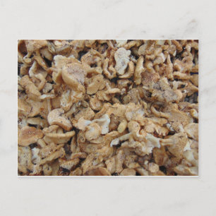 Postal Hedgehog Mushrooms