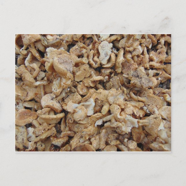 Postal Hedgehog Mushrooms (Anverso)