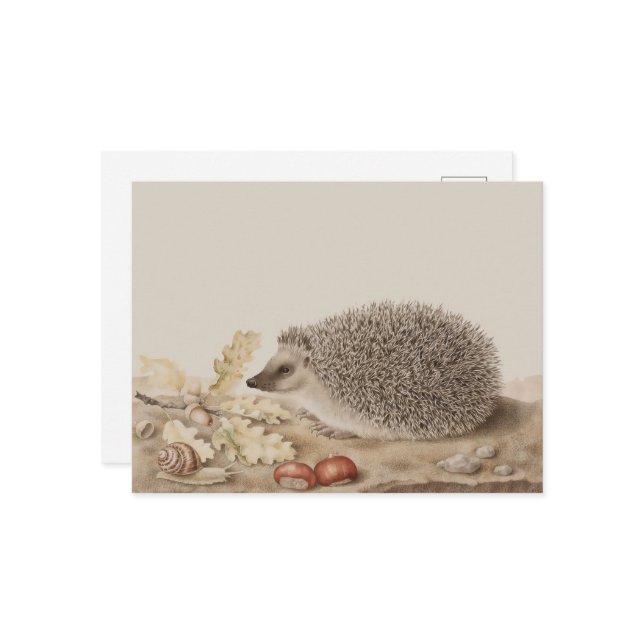 Postal Hedgehog por Giovanna Garzoni (Anverso/Reverso In Situ)