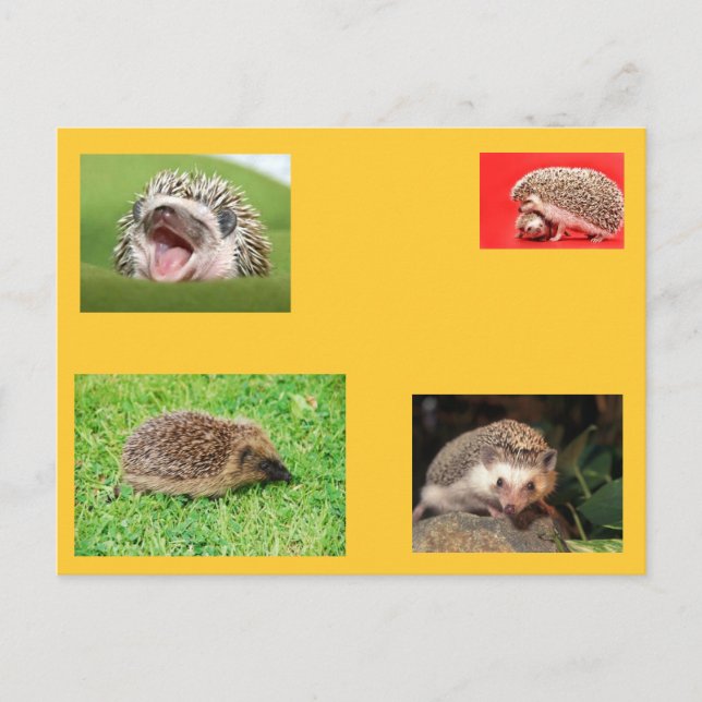 Postal ¡Hedgehog postal! ¡Muy lindo! (Anverso)