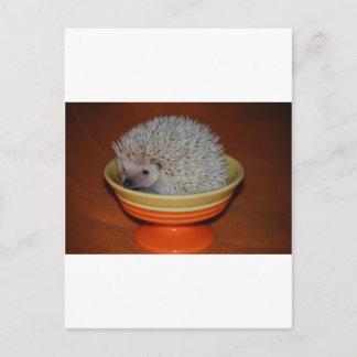 Postal Hedgehog Sundae