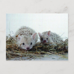 Postal Hedgehogs como Mascotas