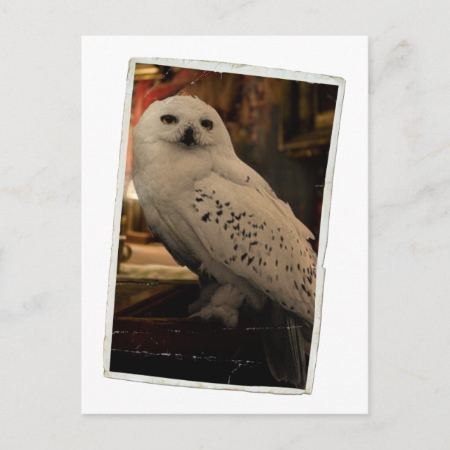 Postal Hedwig 3 (Anverso)