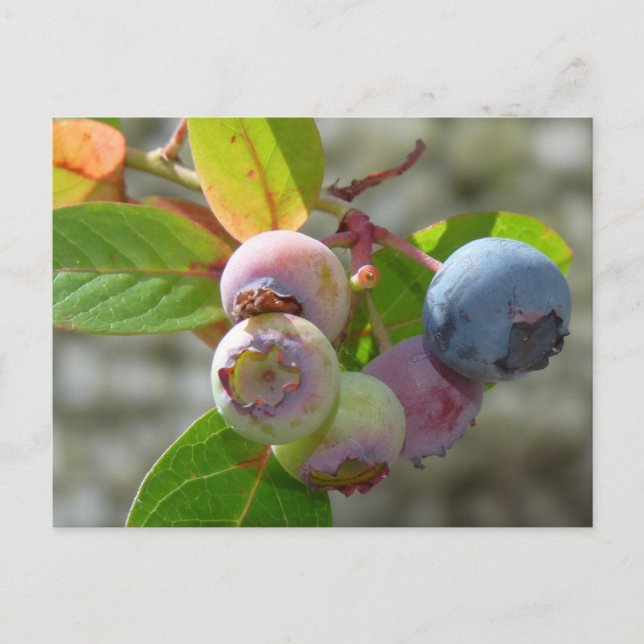 Postal Heidelbeere Postkarte (Anverso)