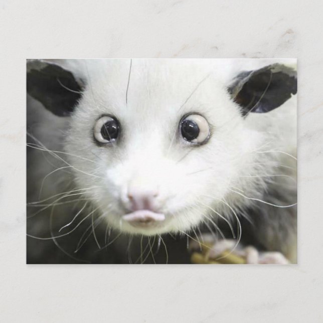 Postal Heidi The Cross Eyed Opossum (Anverso)