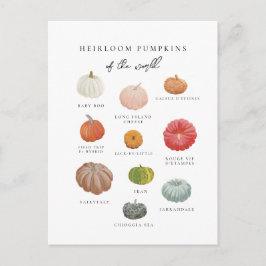 Postal Heirloom Pumpkins Cae