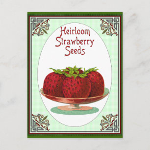 Postal Heirloom Strawberry Seeds
