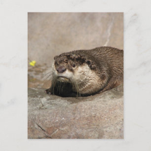 Postal Helaine's Otter