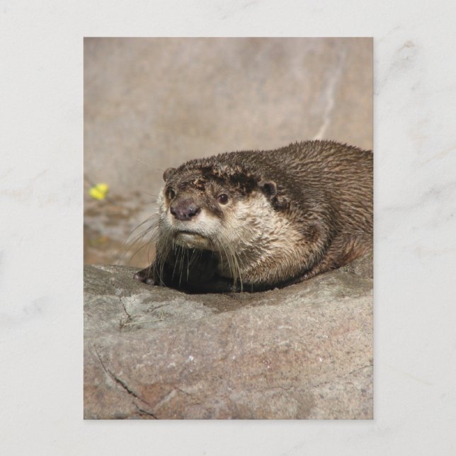 Postal Helaine's Otter (Anverso)