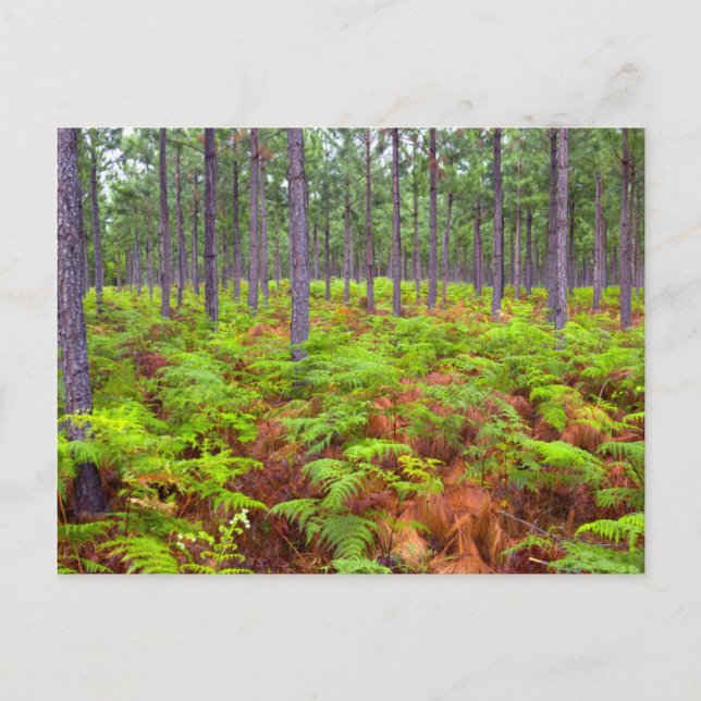Postal Helecho Común (Pteridium Aquilinum) en Crecimiento (Anverso)