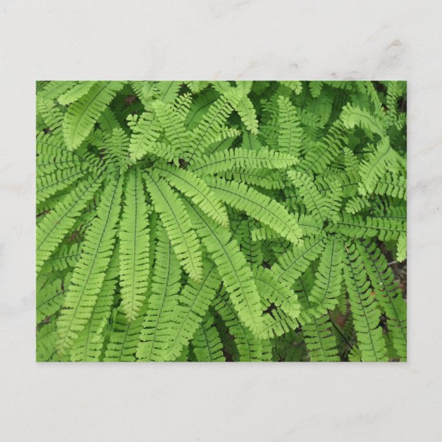 Postal Helecho de cinco dedos Maidenhair (Anverso)