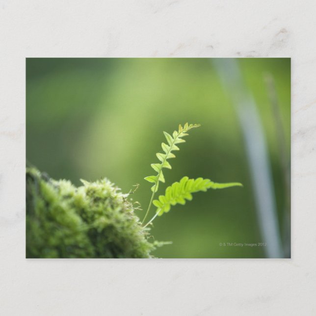 Postal helecho en selva tropical cerca de arriba (Anverso)