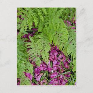 Postal Helechos del bosque con pétalos de flores rosas en