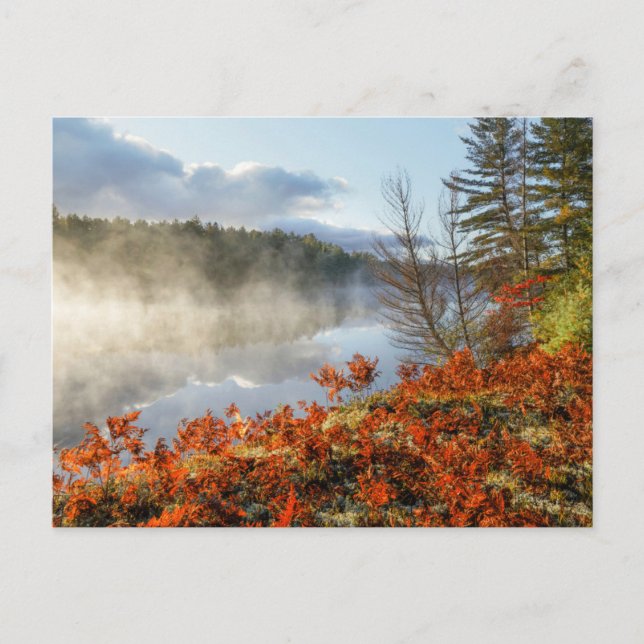 Postal Helechos en la orilla | Paradise, Michigan (Anverso)