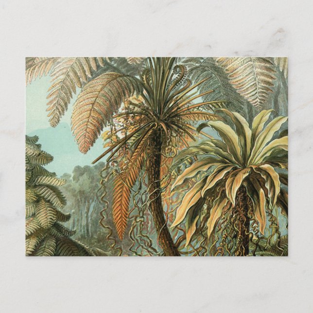 Postal Helechos Palma Árbol Antiguo Arte Botánico Helecho (Anverso)