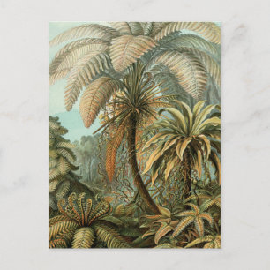Postal Helechos Palma Árbol Antiguo Arte Botánico Helecho