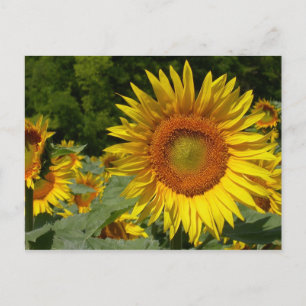 Postal Helianthus annuus
