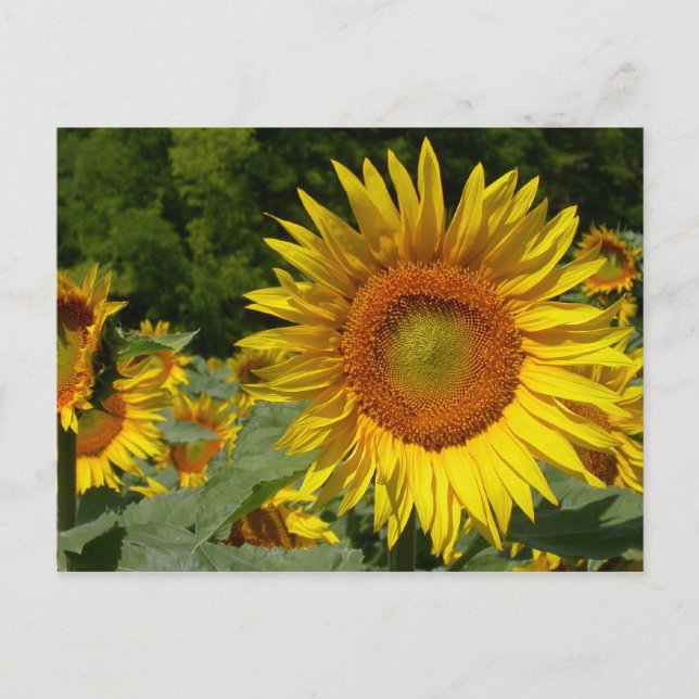 Postal Helianthus annuus (Anverso)