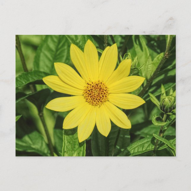 Postal Helianthus 'Lemon Queen' Sunflower (Anverso)