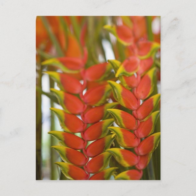 Postal Heliconia colgante, Frutas del martes semanal & (Anverso)