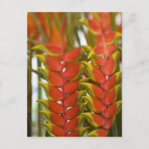 Postal Heliconia colgante, Martes Semanal