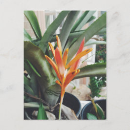 Postal Heliconia de la Beak del loro hierba perenne
