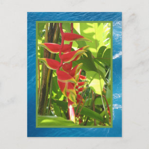 Postal Heliconia rostrata