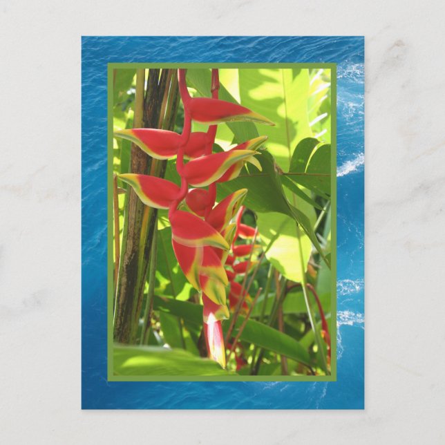 Postal Heliconia rostrata (Anverso)