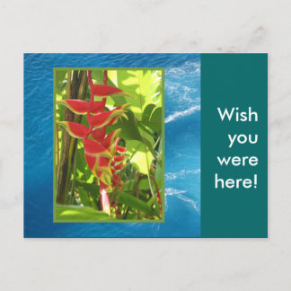 Postal Heliconia rostrata