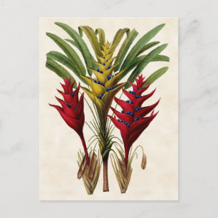 Postal Heliconia Vintage Botanical