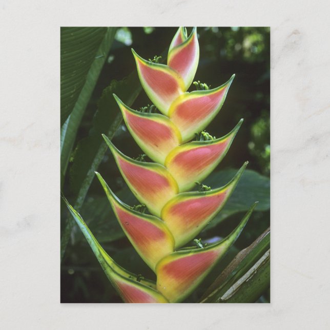 Postal Heliconias, Heliconia walkeriana), La Selva (Anverso)