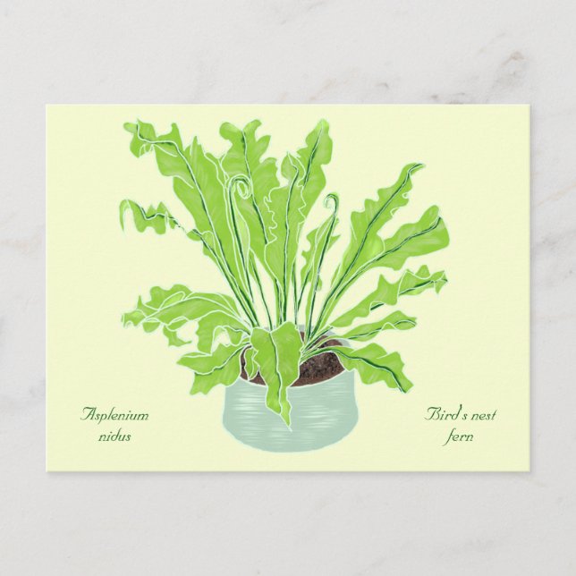 Postal Helicóptero de nido de pájaro asplenium - dibujand (Anverso)