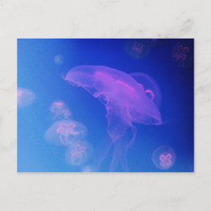 Postal Helicópteros rosas en agua azul