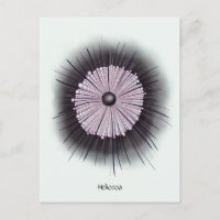 Heliozoa Microbiología Geek Arte Digital