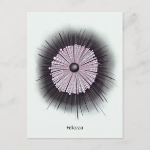 Postal Heliozoa Microbiología Geek Arte Digital