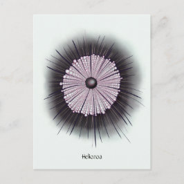 Postal Heliozoa Microbiología Geek Arte Digital