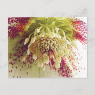 Postal Hellebore blanco y morado