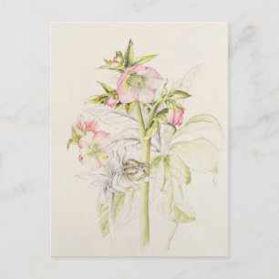 Postal Hellebores