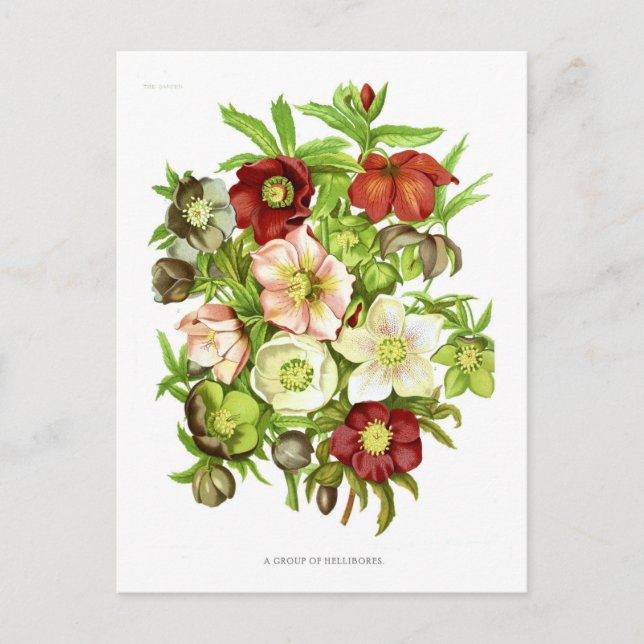 Postal Hellebores (Anverso)