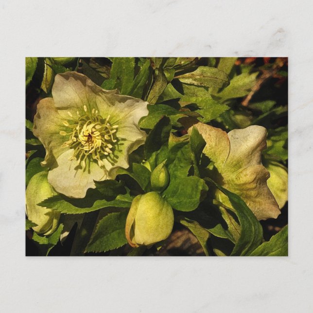Postal Hellebores Rosa de Cuaresma (Anverso)