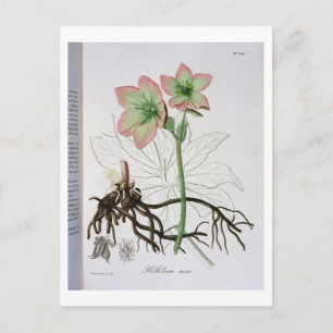 Postal Helleborus Niger de 'Phytographie Medicale' por J.