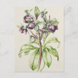 Postal Helleborus Orientalis de Helen Ballard