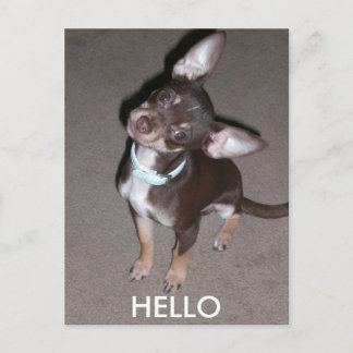 Postal HELLO Chihuahua