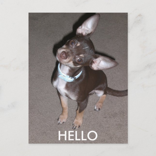 Postal HELLO Chihuahua (Anverso)